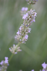 Fototapeta premium lavende2
