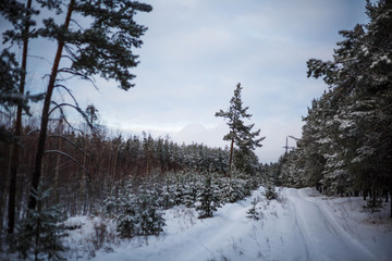 Winter road