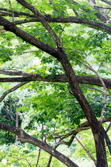 Foliage and bough of a green large tree