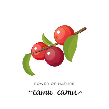 Red camu-camu berry flat icon with inscription colorful vector illustration of eco food isolated on white.