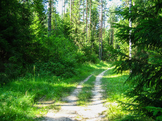 Road in the forest