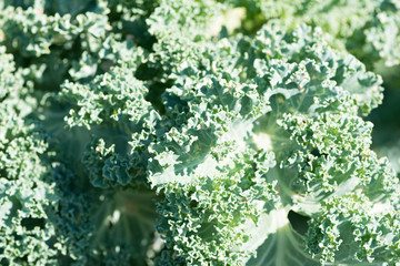 Brassica oleracea var. sabellica