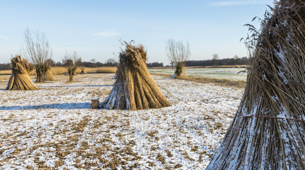Cane Cultivation in Winter, Giethoorn