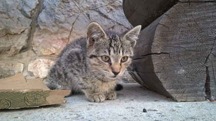 Kitten. Slovakia