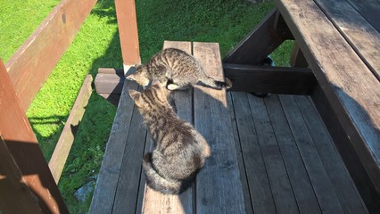 Kitten. Slovakia