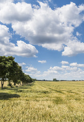 Obraz premium Grainfield with Trees Germany