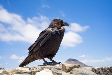 crow on fuerteventura