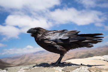 crow on fuerteventura