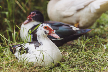 close-up shot of the Herd of ducks lay on the green grass background