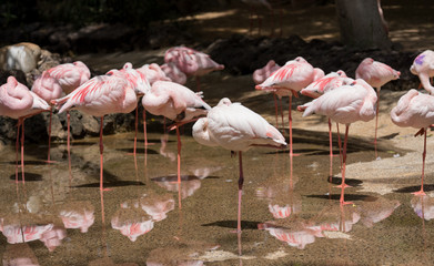 sleeping flamingos