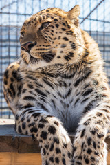 Portrait of the leopard