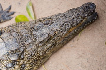crocodile