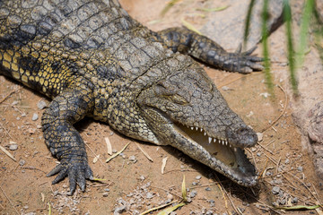 crocodile