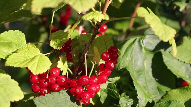 Ripe red currant on bushes before harvest. Bunches of red currant berries on a branch in the garden. 
