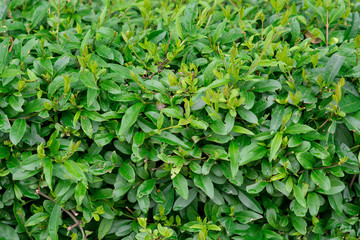 Background of green leaves