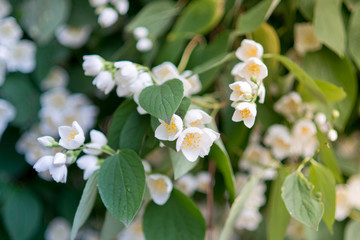 Spring flowers - white flower jasmine.