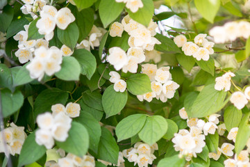 Spring flowers - white flower jasmine.