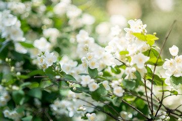 Spring flowers - white flower jasmine.