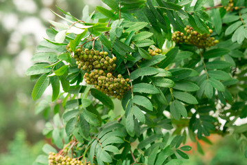 Background of green leaves