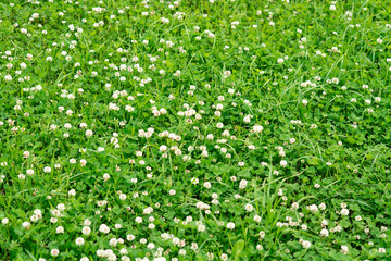 Beautiful floral background of blooming dasies and green grass