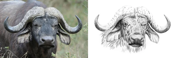 Foto auf Acrylglas Büffel Büffelporträt vor und nach mit Bleistift von Hand gezeichnet