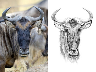 Portrait of widebeest before and after drawn by hand in pencil