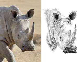 Stickers pour porte Rhinocéros Portrait de rhinocéros avant et après dessiné à la main au crayon