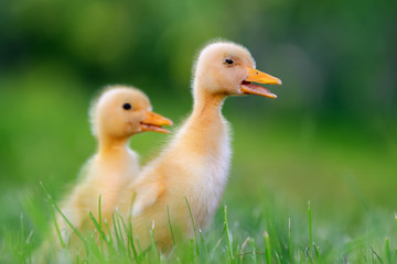 Two little duckling on green grass