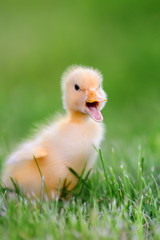 Little duckling on green grass