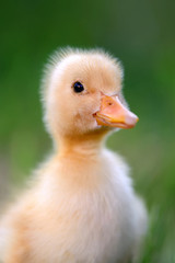 Little duckling on green grass
