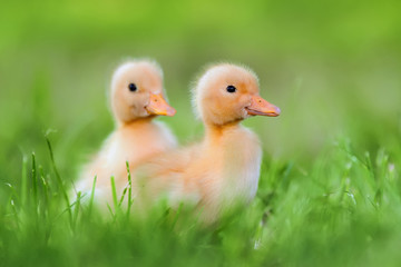 Two little duckling on green grass