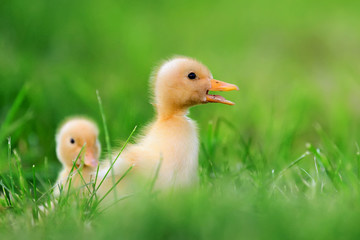 Two little duckling on green grass