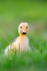 Two little duckling on green grass