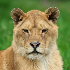 Lion in green grass