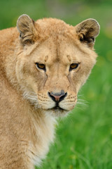 Fototapeta na wymiar Lion in green grass