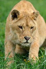 Lion in green grass