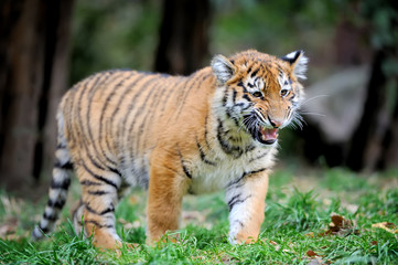 Fototapeta na wymiar Tiger cub in grass