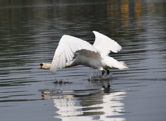 Cygne