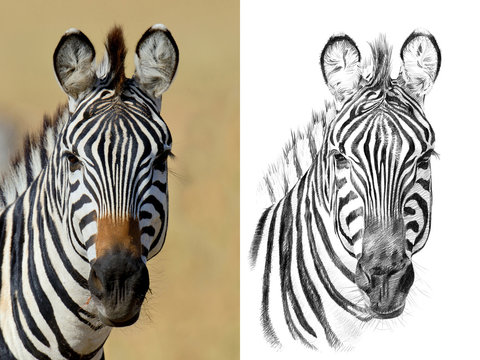 Fototapeta Portrait of zebra before and after drawn by hand in pencil