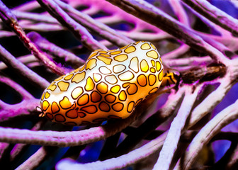 Flamingo Tongue shell © Clyde