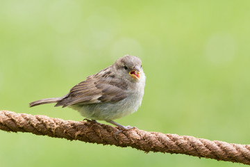 Spatz