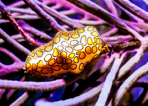 Flamingo Tongue shell