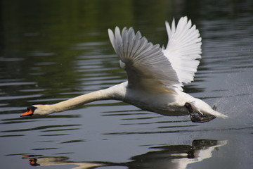 Cygne
