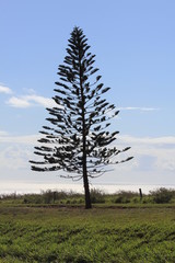 lonely pine tree on Lanai island
