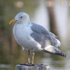 California gull -on a pier