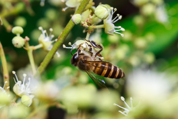 macro close up of a female stingless honey bee on leafs and flowers, a summer and sunny day.