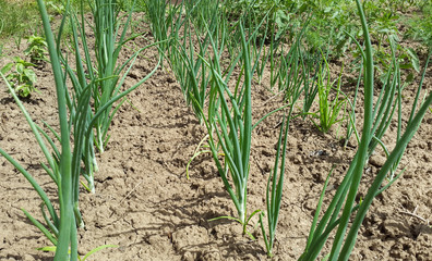 Obraz premium garden vegetables - green onion