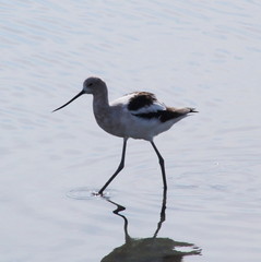 American avocet in Palo Alto Baylands