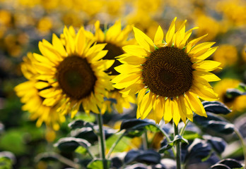 Fototapeta premium Field of beautiful sunflowers in summer