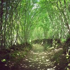 Obraz premium Chemin 